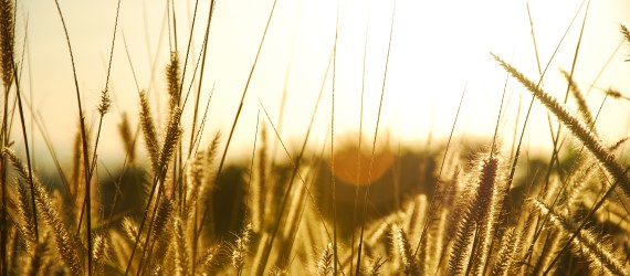 Prairie grass for safer aviation