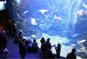 Kyoto, one of Japan’s most important conference and incentive cities, has added a new interesting venue. The Kyoto Aquarium in Umekoji Park is a great place for conferences, events and incentives. The fish and dolphin tanks and the aquariums offer quite an unusual setting for meetings, as a number of international hosts already found out.